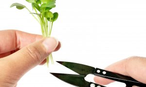 Cress schaar Kressem Schere